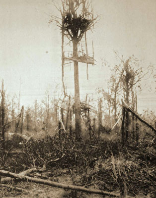 Mametz Wood